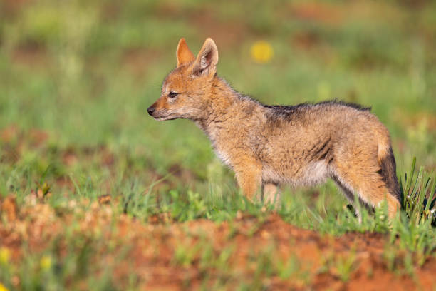 istock Lone Black Backed Jackal pup standing in short green grass explore the world 1177596455