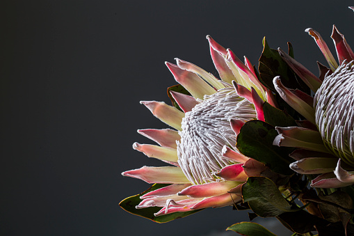 King protea south african exotic pink flower in bloom macro still