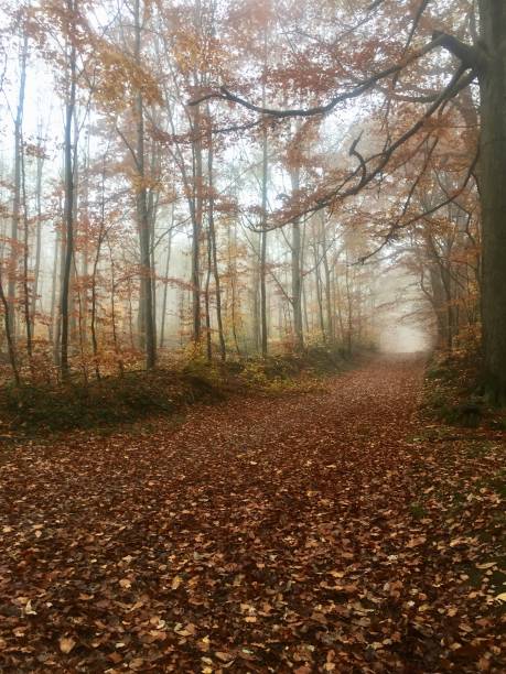 istock A foggy autumn morning 1177605142