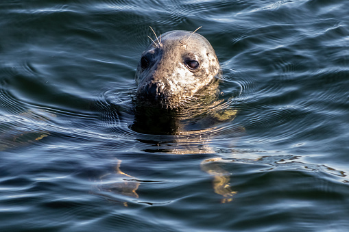 Seal bobbing in the clear water of Gairloch Harbour, late in the day , north west scotland