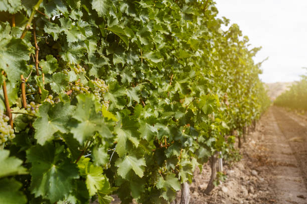 istock Landscape with the autumn vineyard orchard at sunrise 1177607249