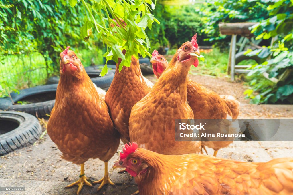 Funny Picture Of A Group Of Red Chickens Looking To The Camera Stock Photo  - Download Image Now - iStock