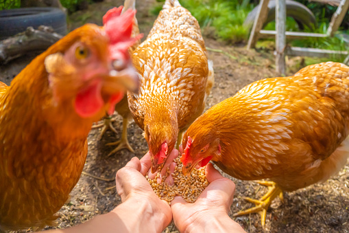 POV picture of female hands feeding hens with the cereals (focus on hands)