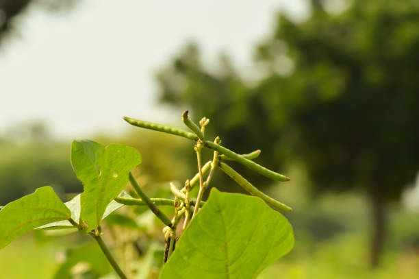 green mung bean and green leaves,moong  bean