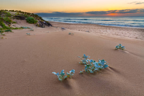 Sunset over Keurboomstrand Sunset over Keurboomstrand in the Western Cape South Africa keurboomstrand stock pictures, royalty-free photos & images