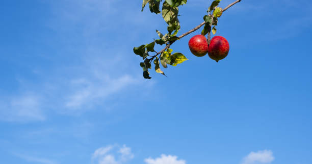 istock Red apple on a branch with the sky in the background 1177611223