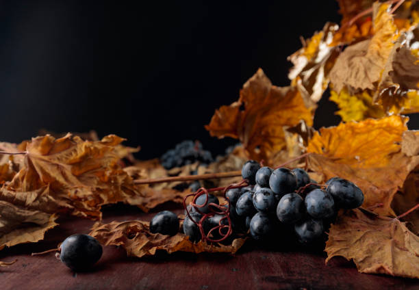 Dried vine leaves and blue grapes.  Selective focus. Copy space.