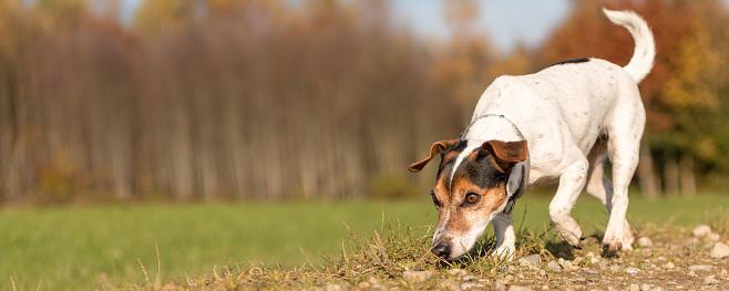 Purebred Jack Russell Terrier Hound. Small cute dog is fallowing a track in autumn