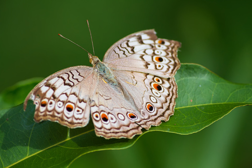 Butterflies live on green leaves.