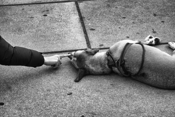 istock Dog lying on street 1177614765