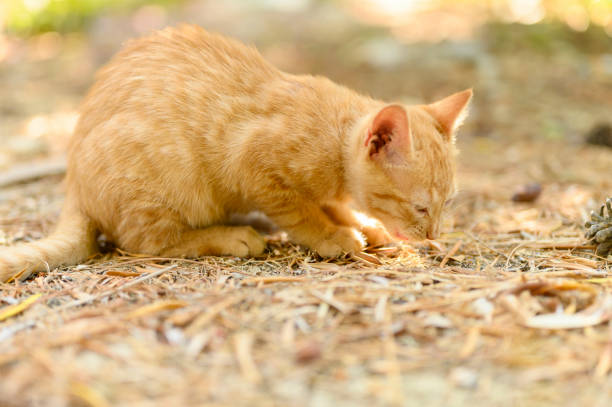 lonely poor homeless ginger kitten  on autumn leaves