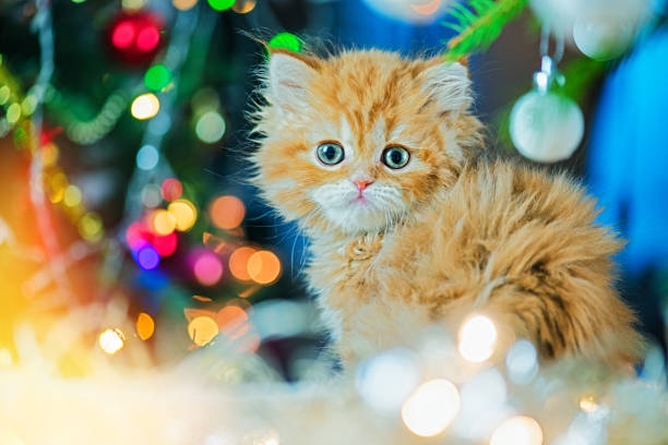 istock Little Red Cat Enjoying Christmas 1177616997