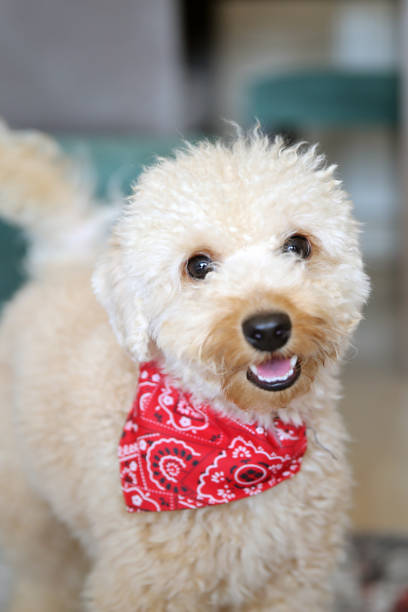 istock Toy Poodle Puppy 1177619956