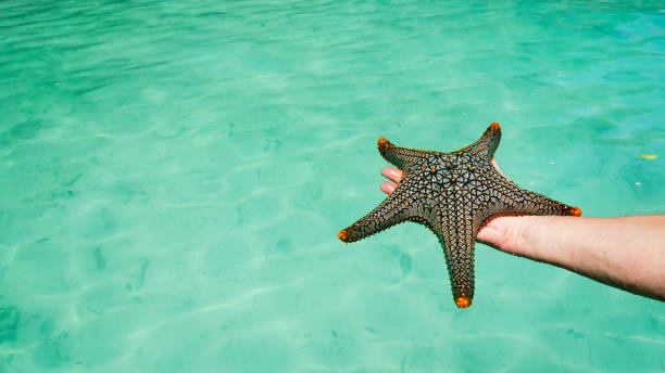 istock A starfish against blue lagoon 1177620396