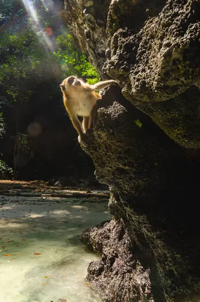 Thai monkey on the rock monkey beach Thailand