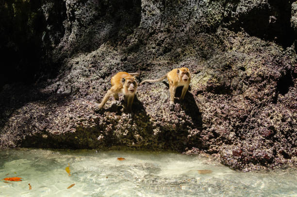 Thai monkey on the rock monkey beach Thailand
