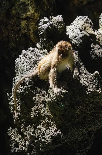 Thai monkey on the rock monkey beach Thailand