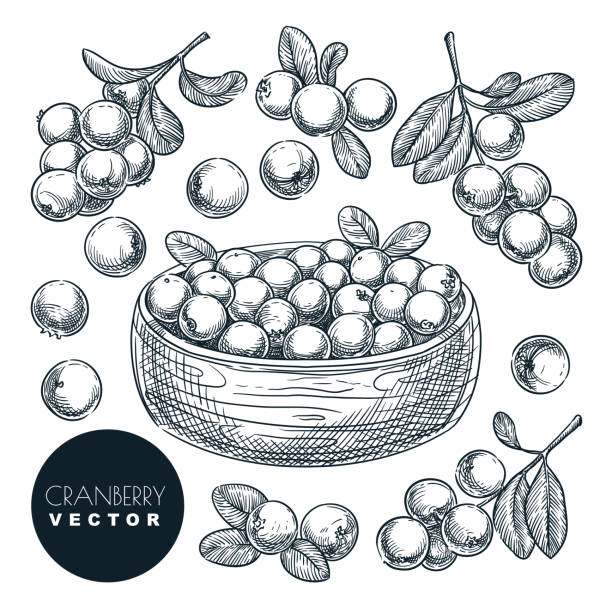 cranberry beeren von hand gezeichnet skizze vektor illustration. cowberry-ernte in schüssel - cranberry stock-grafiken, -clipart, -cartoons und -symbole