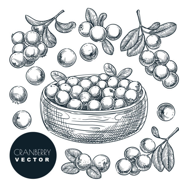 Cranberry berries hand drawn sketch vector illustration. Cowberry harvest in bowl Cranberry berries sketch vector illustration. Cowberry harvest in bowl. Hand drawn agriculture and farm isolated design elements. cranberry stock illustrations