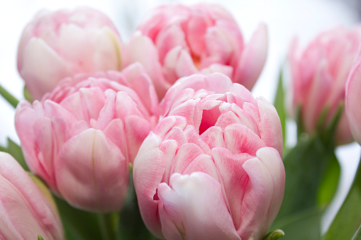 Delicate, soft, delicate pink Tulip with green leaves close-up. Beautiful spring flowers in a bouquet. The variety of tulips foxtrot and candy prince.