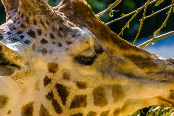Photo of head of a rothschild's giraffe in closeup, endangered animal specie from Africa