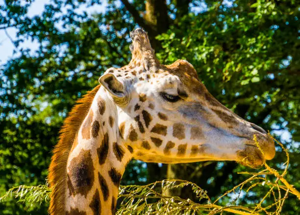 Photo of closeup of a rothschild's giraffe head eating leaves from a tree branch, endangered animal specie from Africa