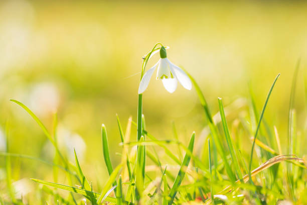istock Common snowdrop Galanthus nivalis flowers blooming in sunlight 1177624273