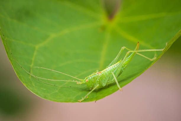 istock Meconema thalassinum, oak bush-cricket or drumming katydid, 1177624278