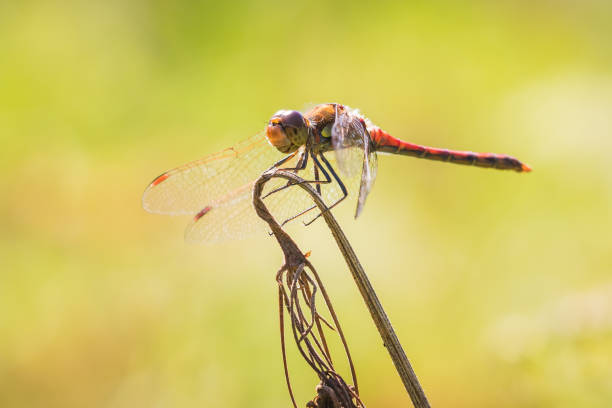 istock Vagrant darter Sympetrum vulgatum side view 1177624295