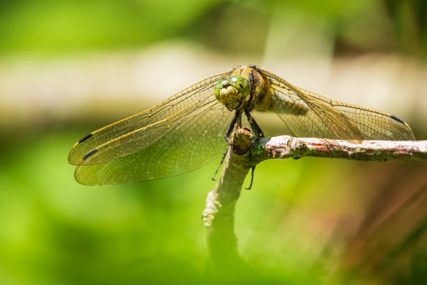 istock Female Black-tailed skimmer, Orthetrum cancellatum, closeup 1177624341