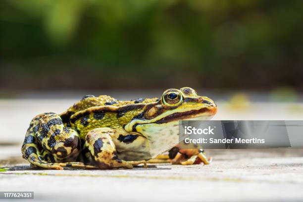Marsh Frog Pelophylax Ridibundus Detailed Closeup Stock Photo - Download Image Now