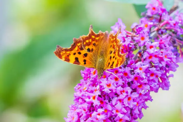 Comma butterfly Polygonia c-album pollinating and feeding on purple buddleja flowers