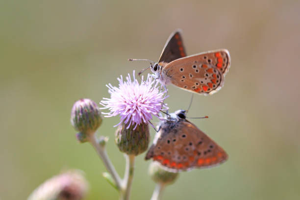 istock Brown Hairstreak butterfly mating 1177625115