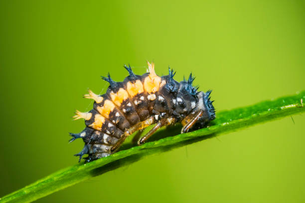 kuvapankkikuvat ja rojaltivapaat kuvat aiheesta leppäkerttu larva hyönteinen lähikuva - ladybug metamorphosis
