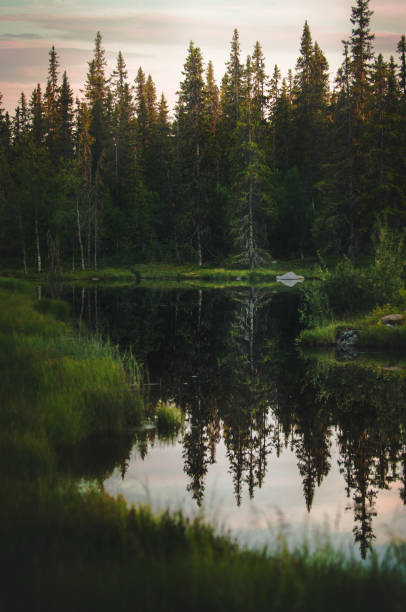 istock A lake on the mountain in the woods 1177625303