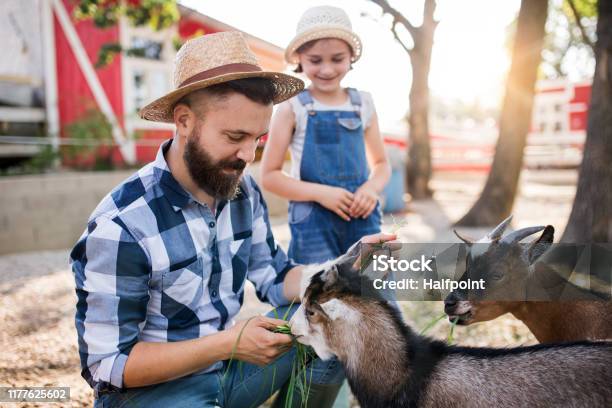 A Father With Small Daughter Outdoors On Family Farm Feeding Animals Stock Photo - Download Image Now