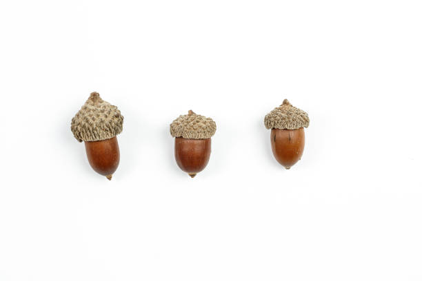 collage. fir cones on white isolated background.