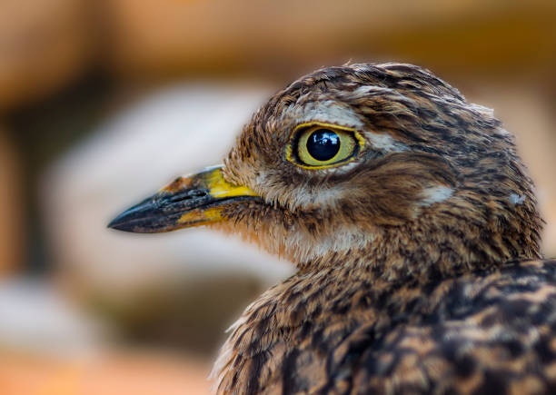 Portrait of bird with large yellow eyes and beaks and brown plumage