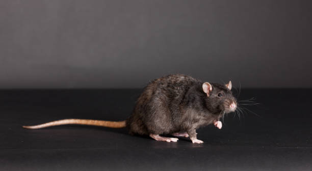 istock black domestic rat 1177626557