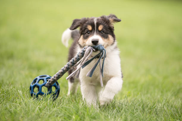 Cute Border collie dog puppy runs happily with a toy and plays stock photo