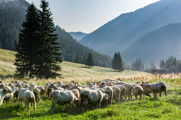 sheep grazing on meadow at early morning in tatras mountains chocholowska valley,poland - poland rural scene scenics pasture imagens e fotografias de stock