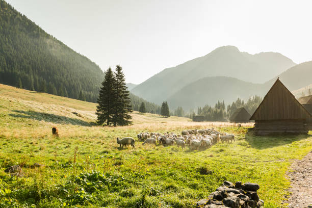 sheep grazing on meadow at early morning in tatras mountains chocholowska valley,poland - poland rural scene scenics pasture imagens e fotografias de stock