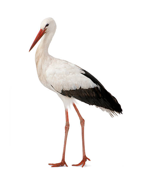 weißstorch (18 monate - storchenvogel stock-fotos und bilder