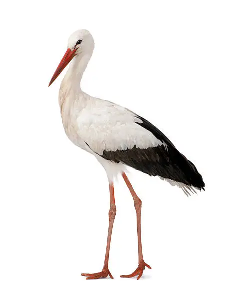 Photo of White Stork (18 months)