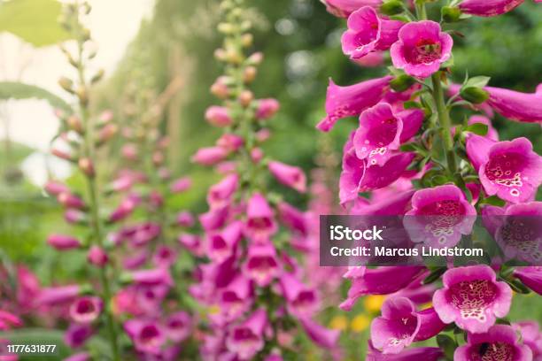 Foxglove Flowers In A Garden Stock Photo - Download Image Now - Foxglove, Pink Color, Flower