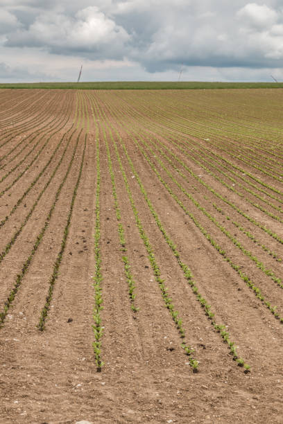 istock Big grainfields in the middle of the german countryside 1177632191