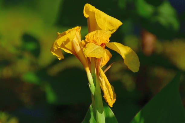 istock Canna / Canna lily Flower 1177633120