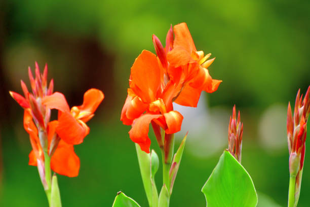 Vivid yellow and red flowers of Canna indica, commonly known as Indian shot, African or purple arrowroot, edible canna or Sierra Leone arrowroot, in soft focus, in a garden in a sunny summer day
