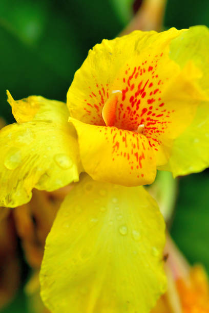 Canna, or Canna lily, is rhizomatous perennial with tropical-like foliage and large flowers that resemble iris flowers, which come in shades of rred, pink, orange, yellow, brown and white colors.