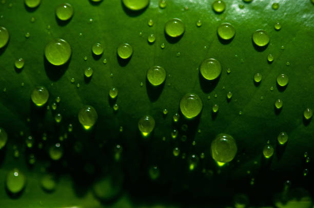 istock The dew drops on the leaves are not green 1177633495